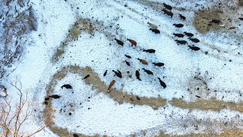 Recovering After the Winter Storm: Maintaining Your Cattle Farm in the North Arkansas Ozarks